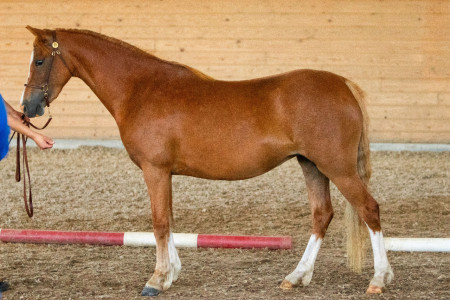 Exzentrics Gwenora. Foto: Emmy Zandin.